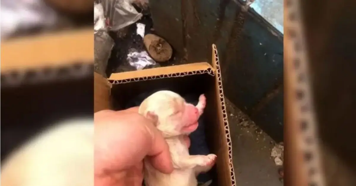 A man was shocked to discover an abandoned puppy in a small box next to a pile of rubbish