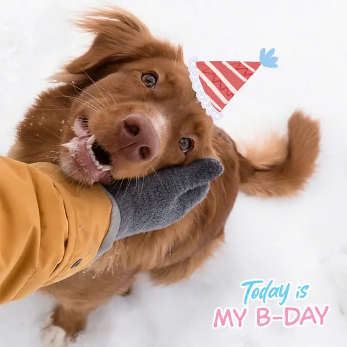 Happy Birthday Gemi, hope everyone sends the dog some love