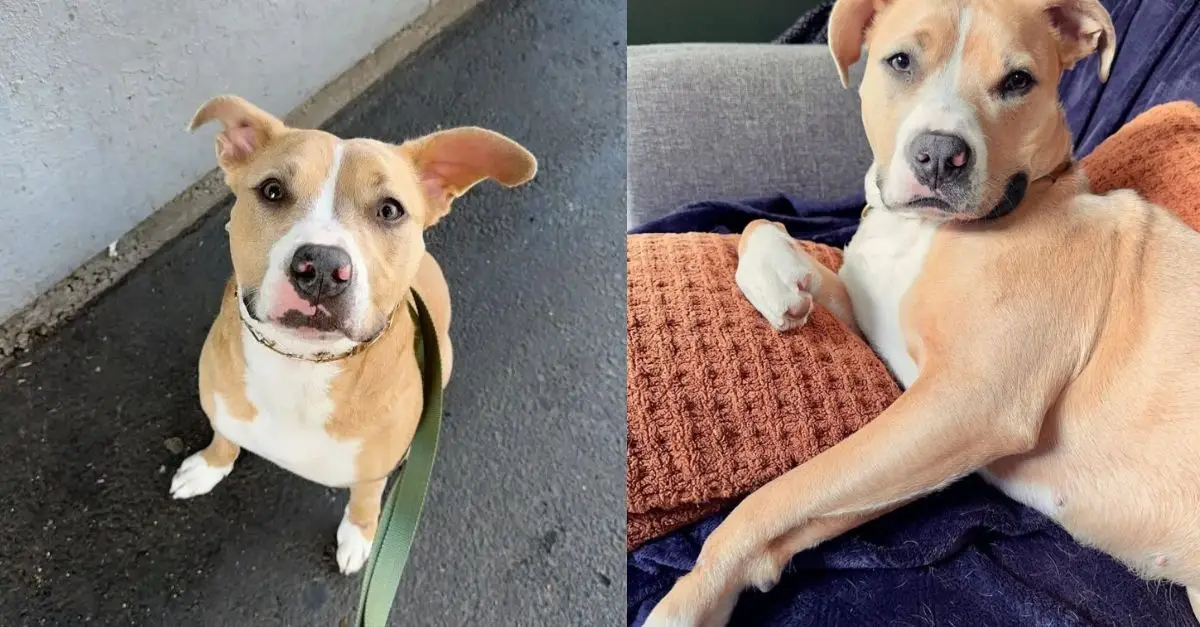 A dog that overcame a tragedy has successfully found a new home for herself in Oregon