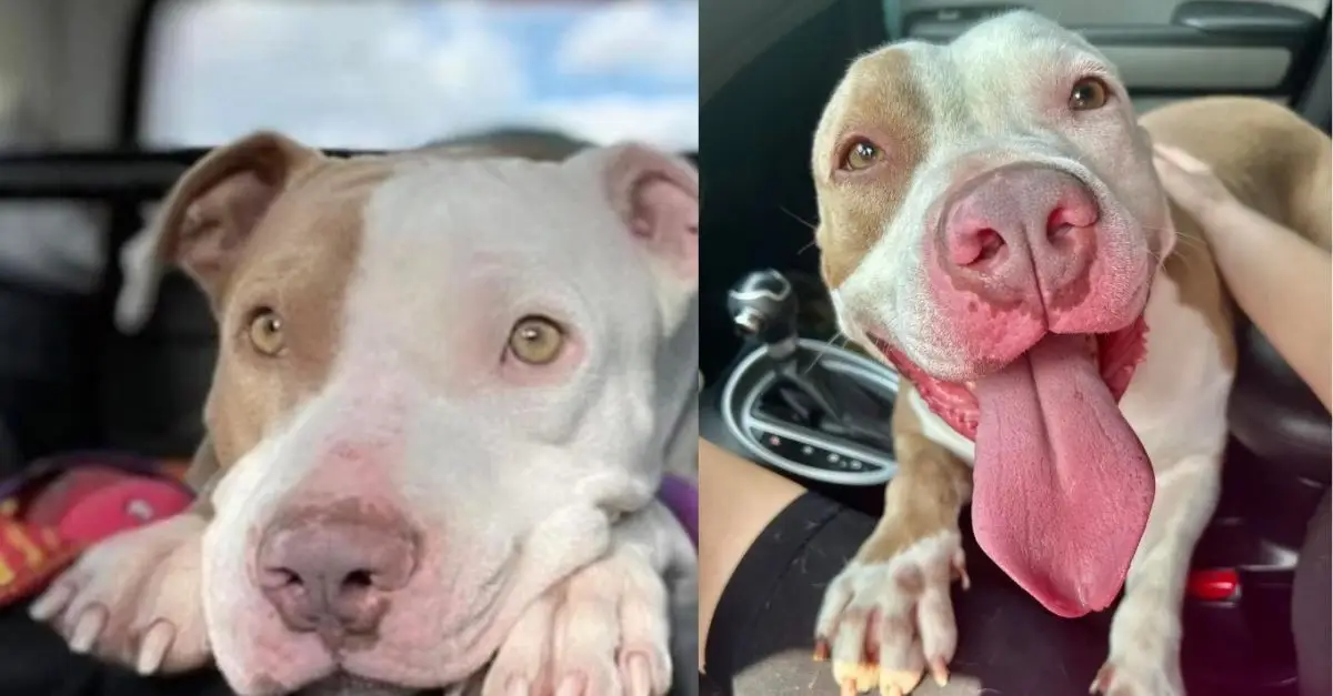 This rescue dog faced challenges finding a home for three years until a lucky turn of events