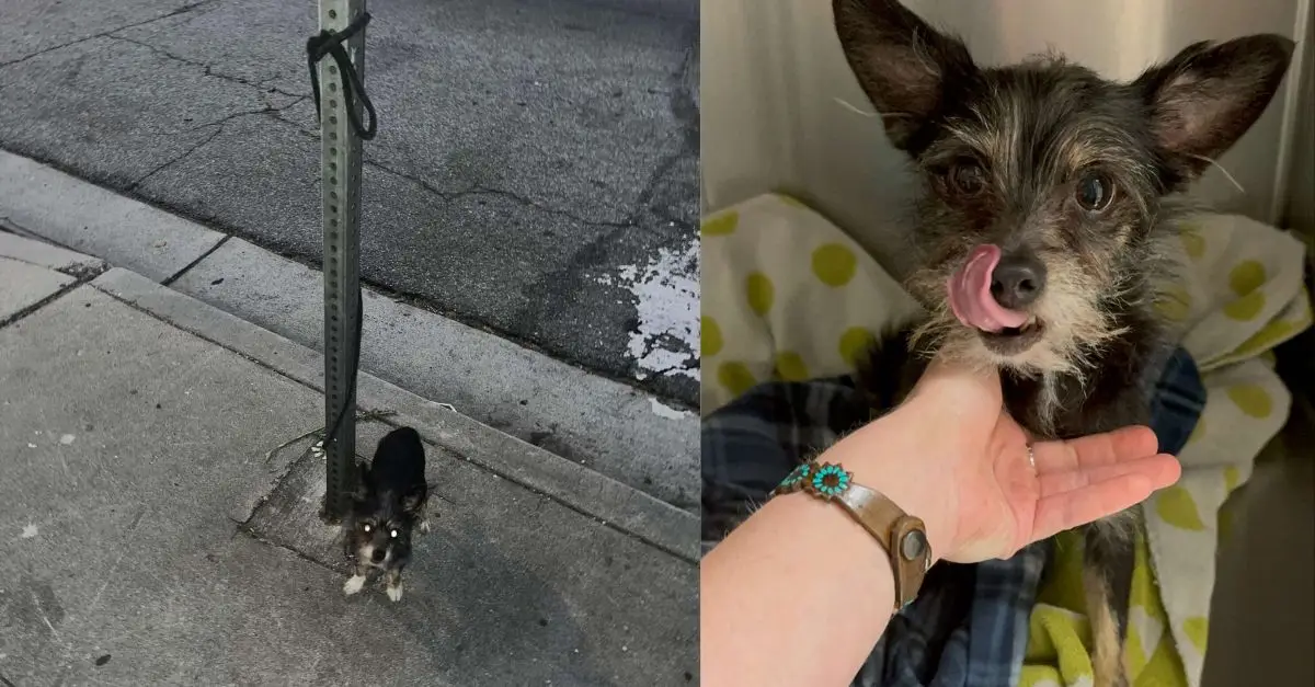 A furry puppy, tied tightly to a post, patiently waited all night for someone to discover it