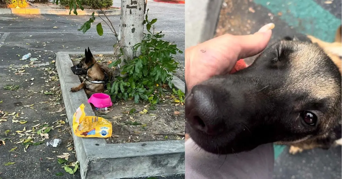 A dog left behind with all her possessions is unaware of the whereabouts of her family
