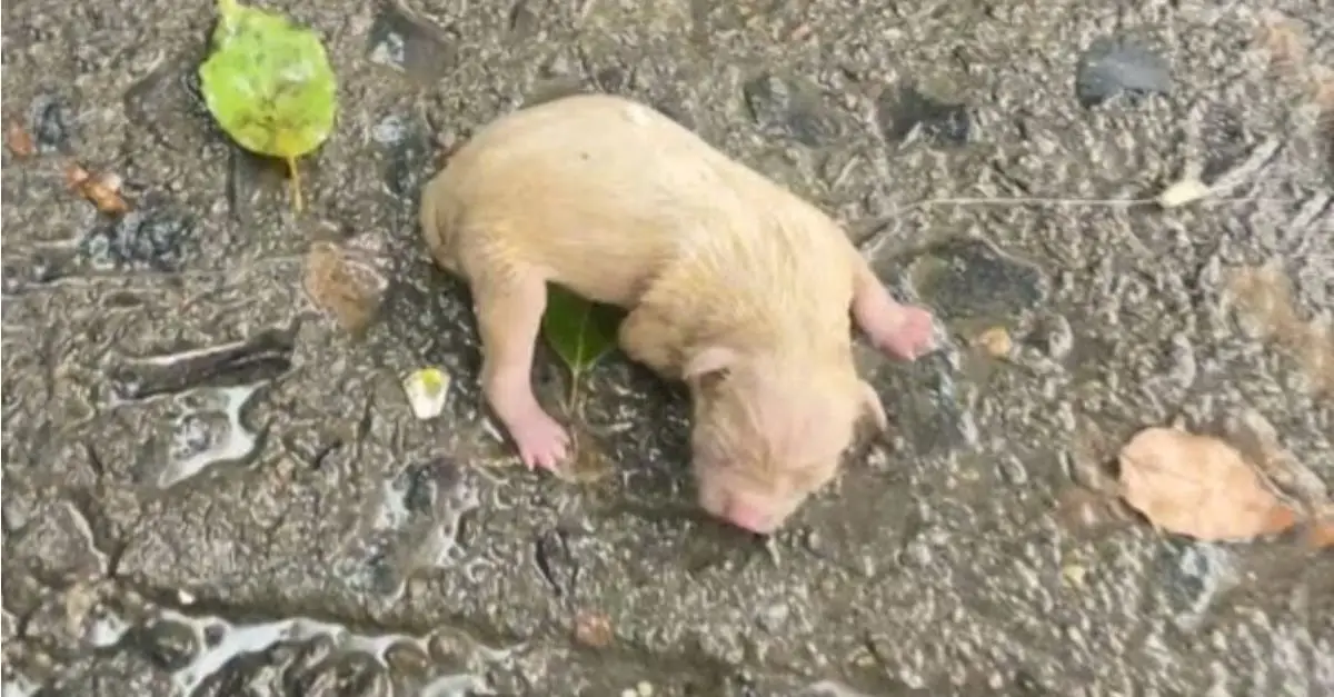 A newborn puppy cried out desperately for his mother amidst the heavy rain until rescuers arrived to assist him
