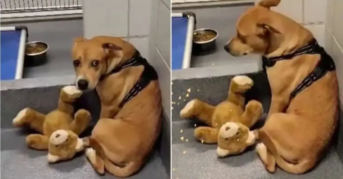 An abandoned dog arrives at the shelter for the first time and seeks solace by holding onto his teddy bear