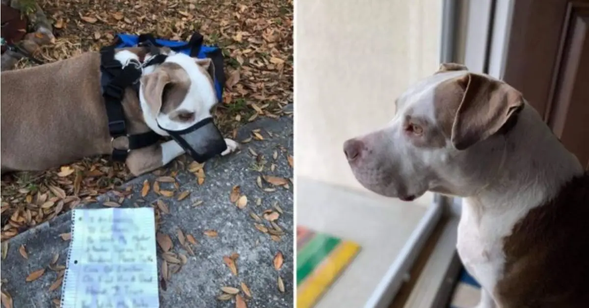 A Despondent Individual Ties His Pit Bull to a Neighbor’s Tree, Accompanied by a Heart-Wrenching Note