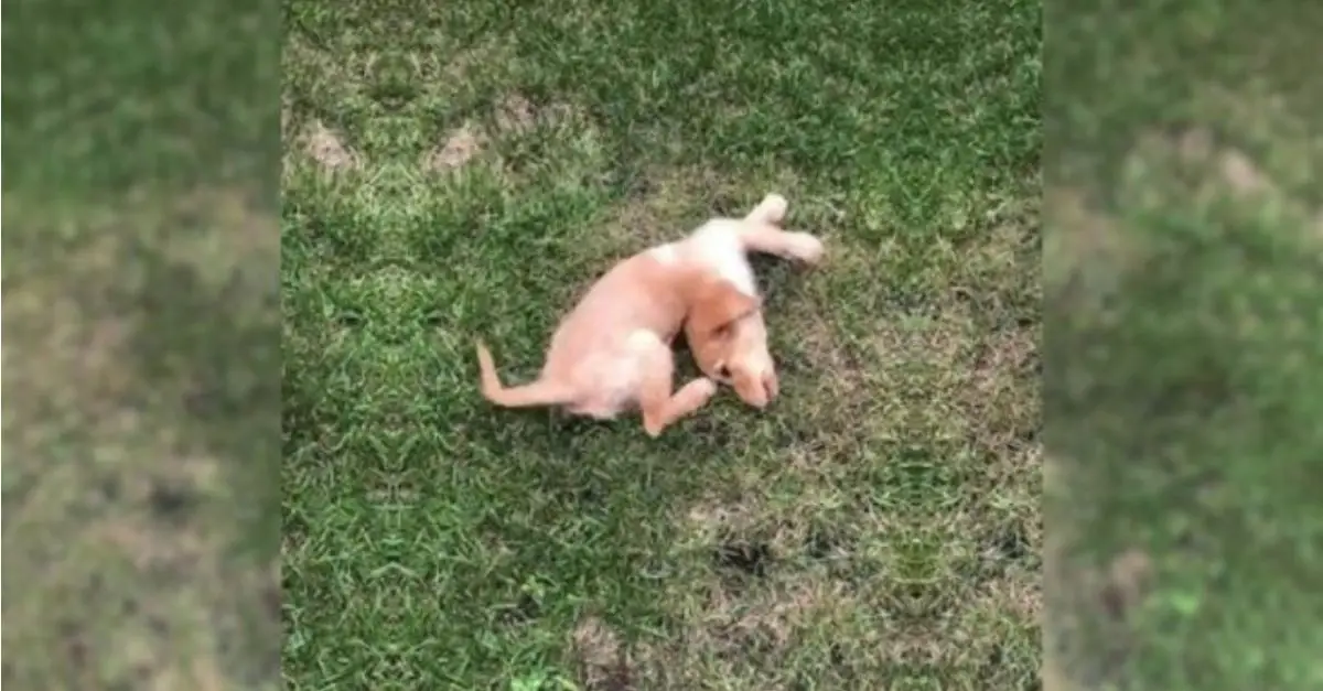 A small, injured puppy continuously cried for assistance after being left alone in the grass by his owner