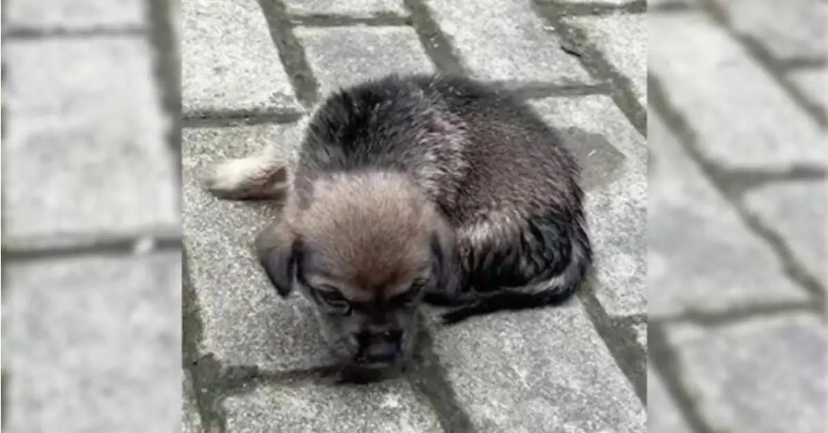 A small puppy, abandoned by the roadside, continued to whimper as it gazed into the distance, hoping for the return of its owner