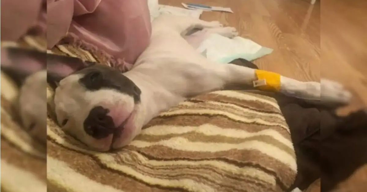 A Dog Unable to Move Because of a Rare Condition Takes Her First Heartwarming Steps