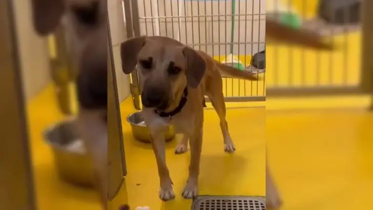 Mama Dog feels sad when she sees all her puppies have been adopted, while she still doesn’t have a home of her own