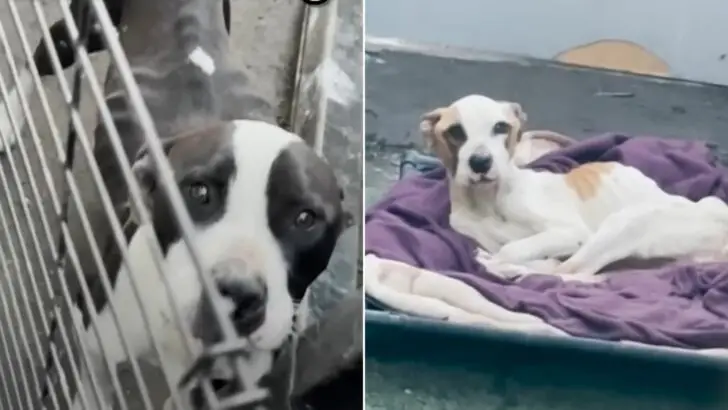 Two malnourished Pitbulls faced significant challenges in their fight for survival after being heartlessly deserted by their owners