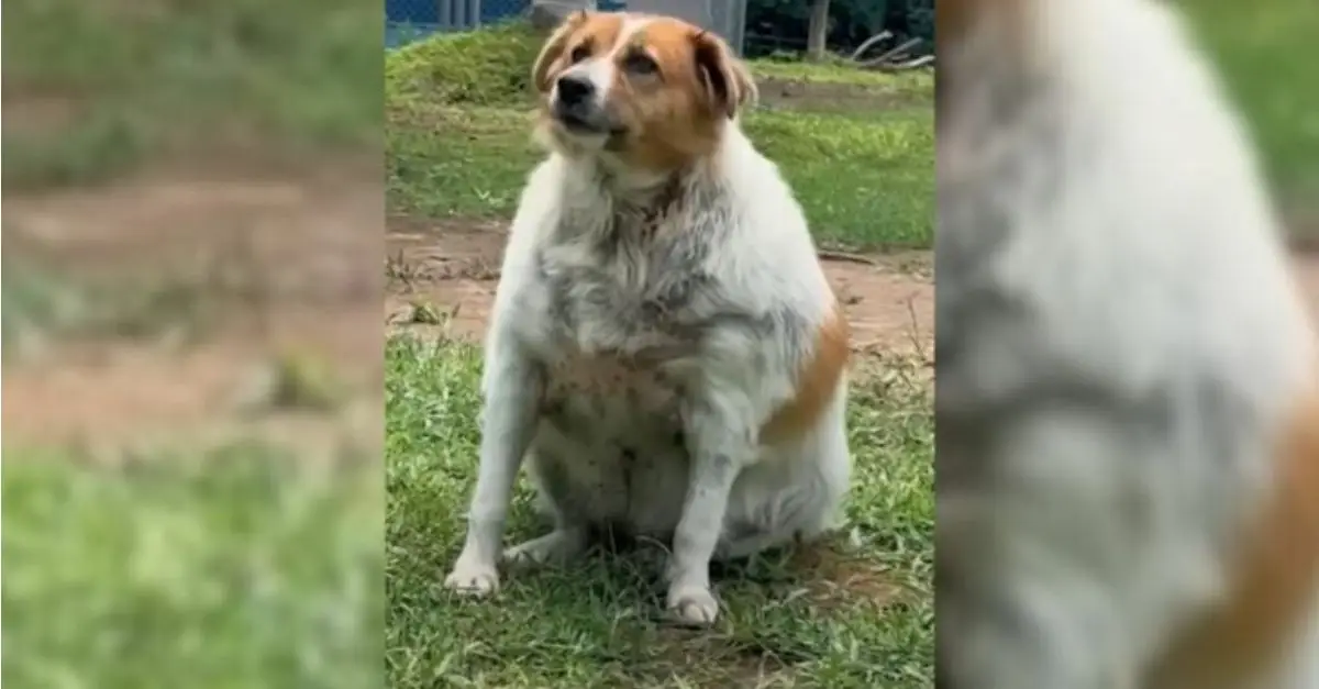 A 97-pound stray dog developed a joyful demeanor following the commencement of her training with her rescuer