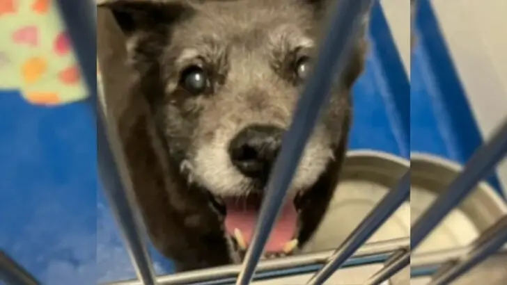 Shelter Personnel Stunned as Pet Owners Relinquish Their 13-Year-Old Dog Due to a Lack of Time for Her Care