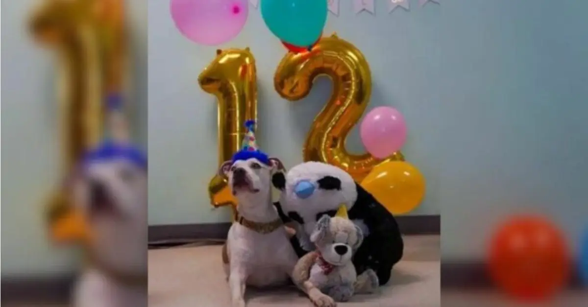 Shelter Personnel Organized a Wonderful Birthday Celebration for an Elderly Dog Whose Owner Recently Died