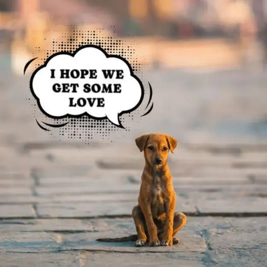 This puppy was abandoned and just wants to find his forever happy home