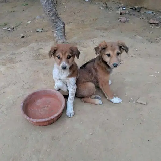 These two abandoned puppies are always sitting at the crossroads hoping to be adopted by someone