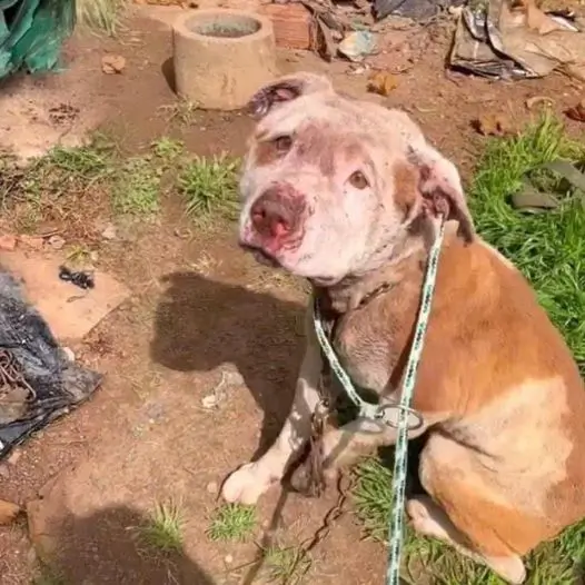 This poor dog was cruelly chained behind the house by its owner when he moved out