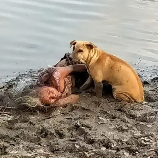 Stray Dog Becomes Hero When He Finds and Protects Collapsed Blind Elderly Woman by the River
