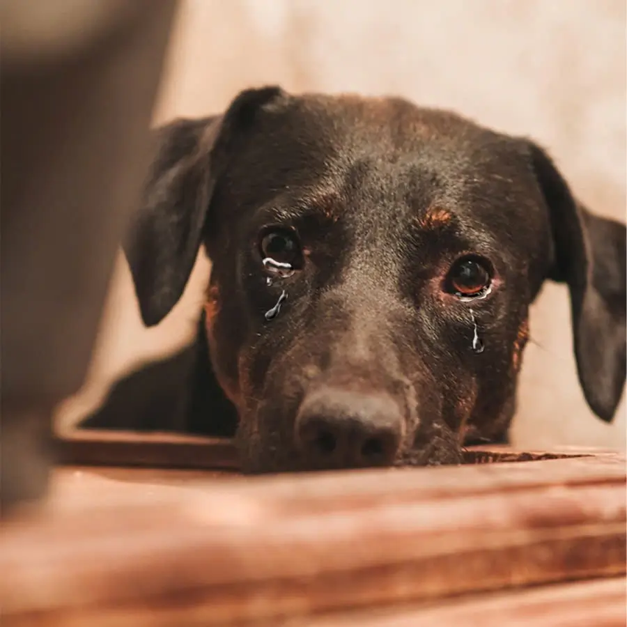 They say I’m an ugly and unlucky dog, is that true?