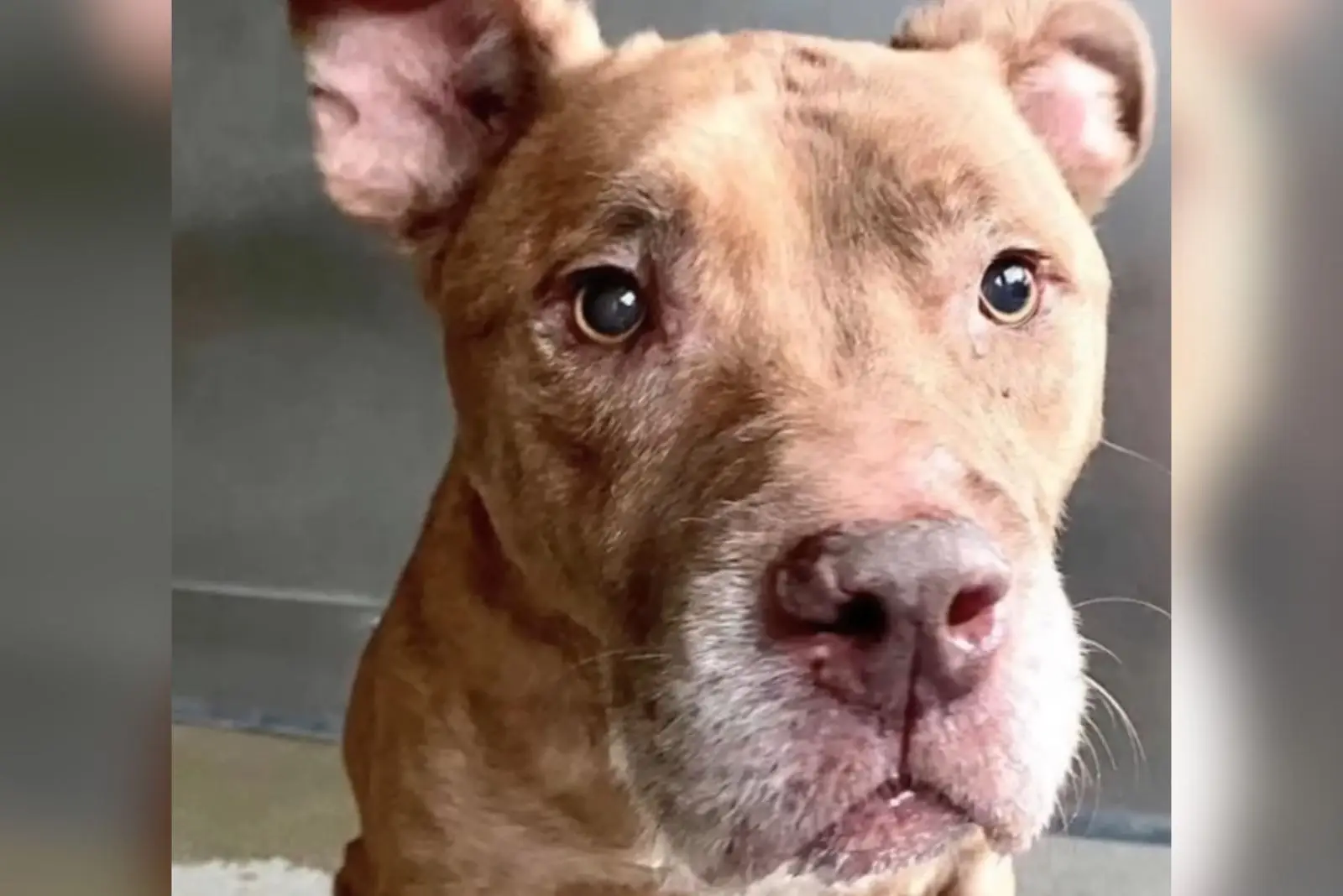 Woman Adopts Senior Dog, Then Learns One Thing About Him That Changes Her Life