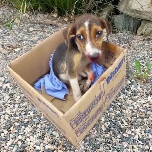 This dog was cruelly abandoned in a cardboard box on the side of the road