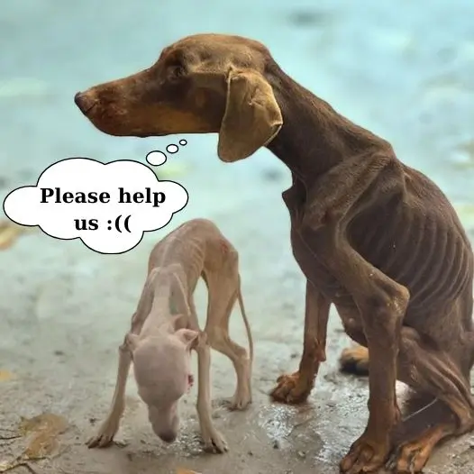 The skinny mother dog begged passersby for help so her puppy could have a full meal