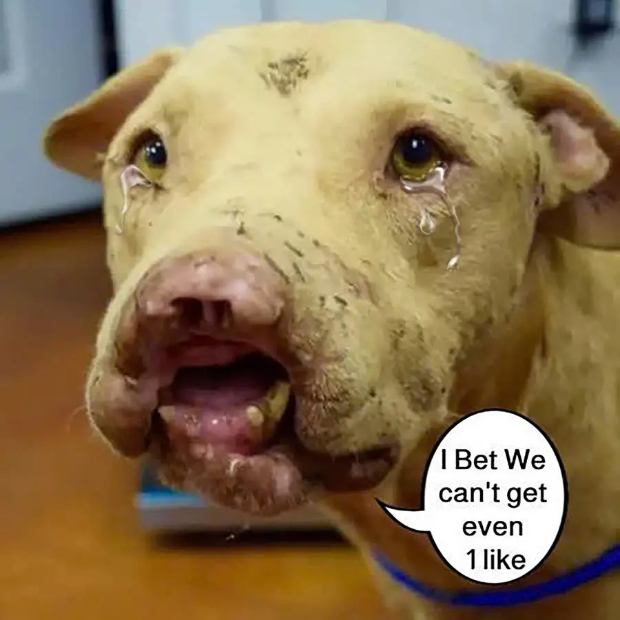 Because of his deformed face, this dog could not find a happy family