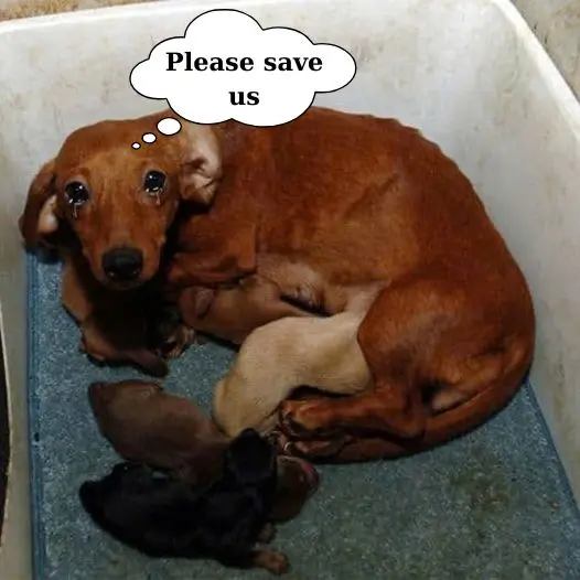 Heartbreaking to see mother dog lying in styrofoam box whining for help to save her puppies