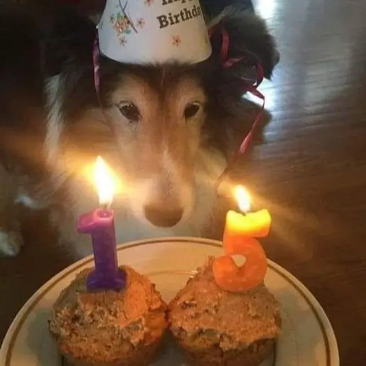 Celebrating his birthday for the first time after many years of wandering the streets, happy birthday Mike