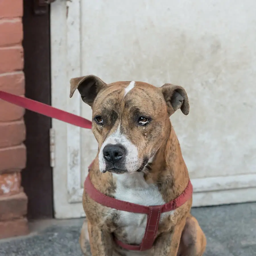 This poor dog was abused by its owner, tied up in front of the house, not given food or water, just waiting for help
