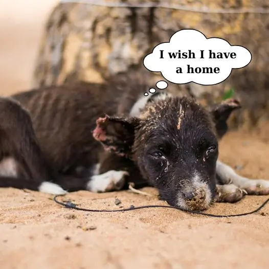 This puppy was abandoned when he was young, now he just wants a warm home to return to