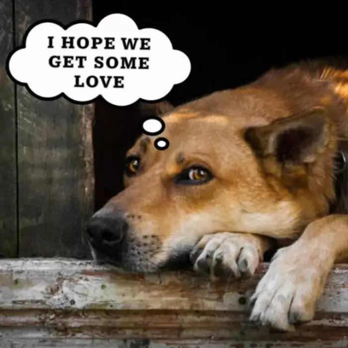 Today is my 10th birthday and also the day I was abandoned, I really miss home