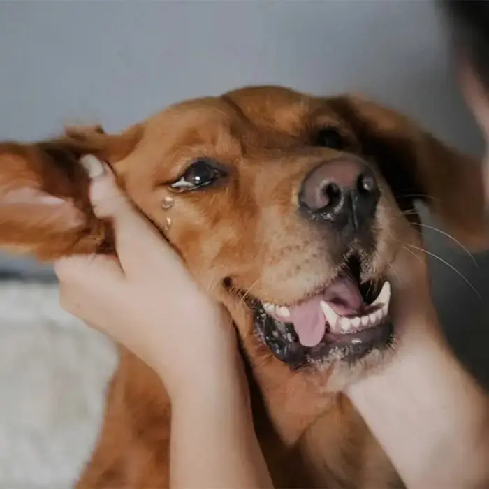 The greatest gift on my 6th birthday today is the new family that adopted me after 6 years in the shelter