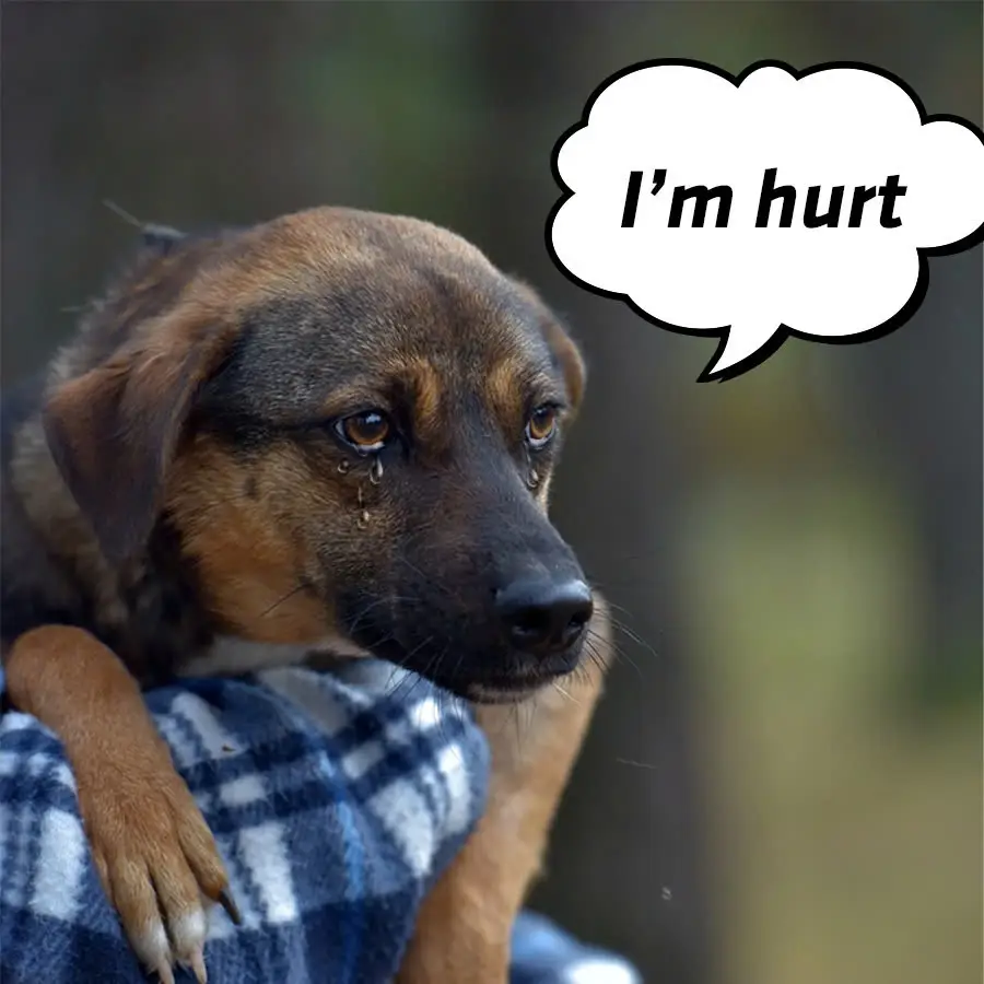 I felt so heartbroken when my parents took me to the shelter just because they thought I was an unlucky dog