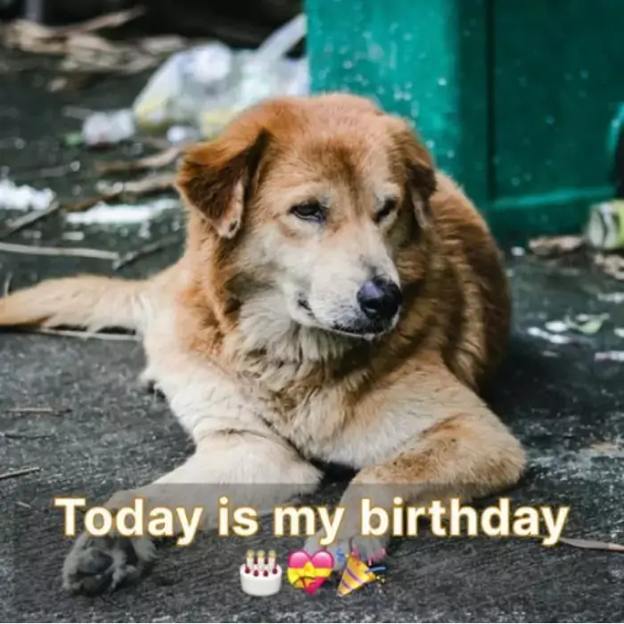 Today is my birthday but I am just a homeless dog, no home and no wishes