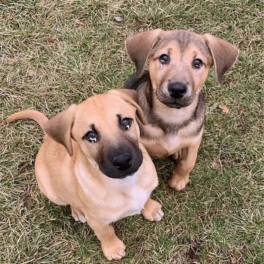 Two poor abandoned puppies are begging for help, don’t go without giving love to the two dogs