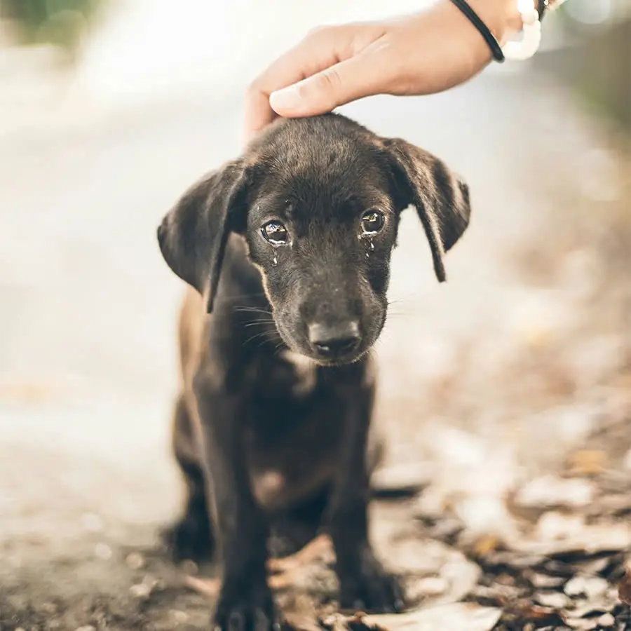 The poor stray dog ​​was moved to tears when receiving love from passersby