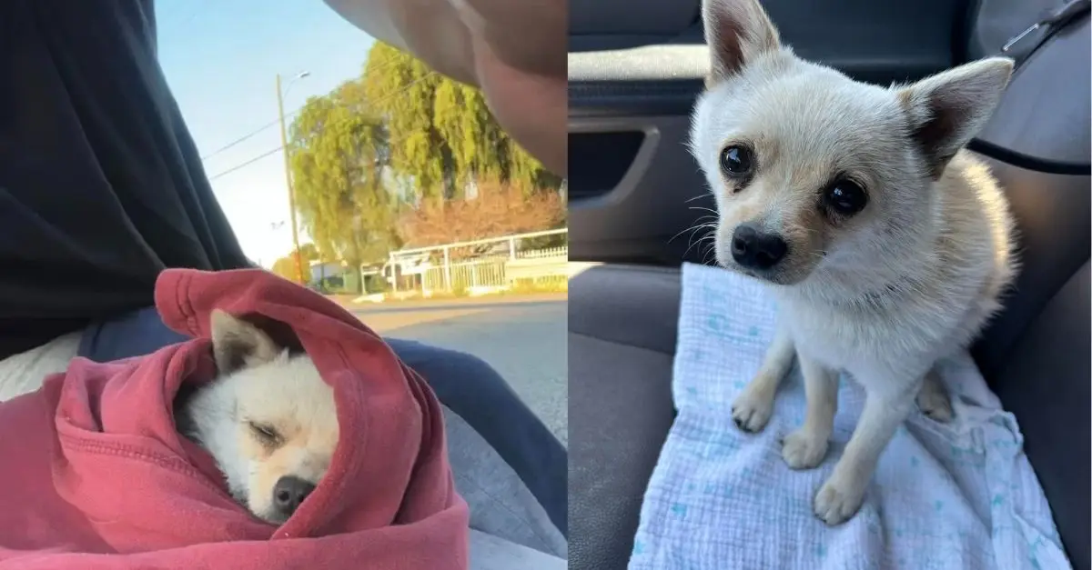 Brave Rescuer Spots Fearful Pup In Canal And Immediately Jumps In To Save Him