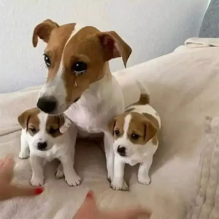 Mother dog sheds tears to thank rescuer for saving her family from dangers on the streets