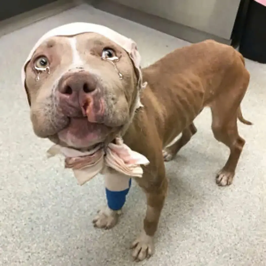 This dog was once abandoned in a landfill by its owner just because of its appearance, its life was saved by rescuers
