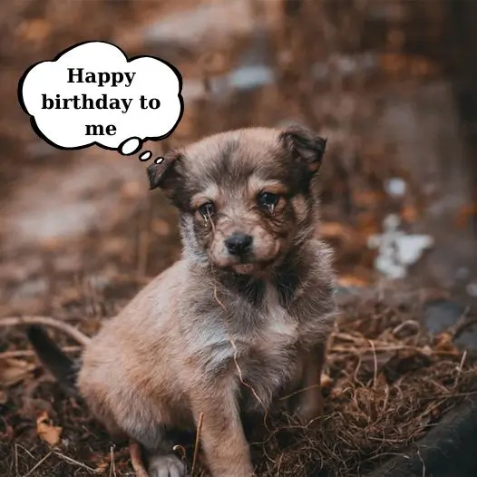 Today is my birthday but I am very sad because this is also the day I was cruelly abandoned