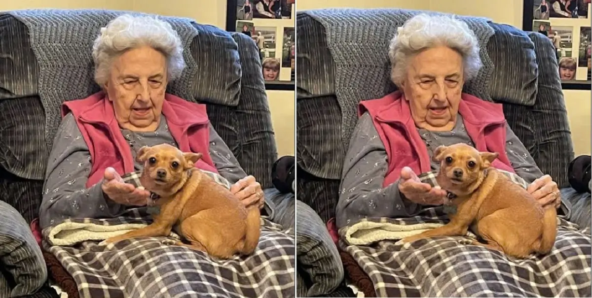 Thanks to this dog, the elderly woman found the strength to keep going