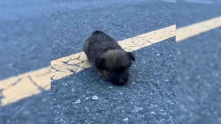 A small puppy, left alone in the center of the road, emits loud cries, yearning for someone to respond to its desperate call for help