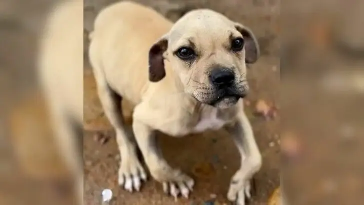 Rescuers discovered a puppy with a wobbly gait and politely asked the family to hand the dog over so they could examine and treat it