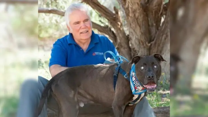 A courageous blind dog rescues a volunteer from a concealed rattlesnake just moments before a potentially deadly strike