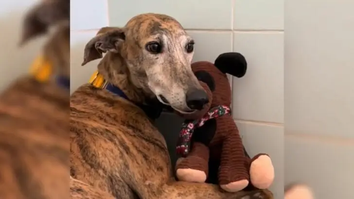 A Neglected Puppy Unable to Cease Shaking Receives a Stuffed Toy Puppy, Eliciting a Heart-Wrenching Response