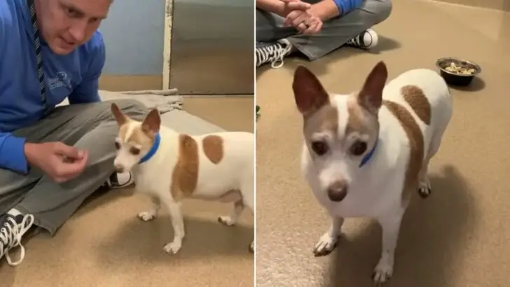 An abandoned puppy experienced profound heartbreak when his owner declined to reclaim him