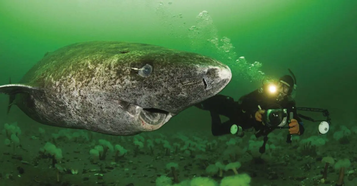 Researchers have discovered a Greenland shark estimated to be 400 years old, likely having been born in the early 1600s