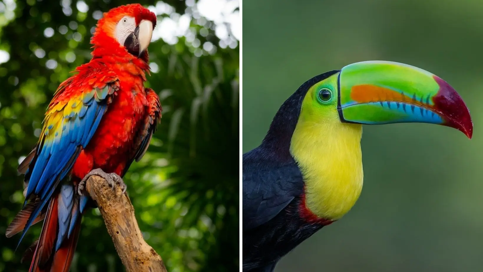 A list of the ten most remarkably beautiful birds in the world