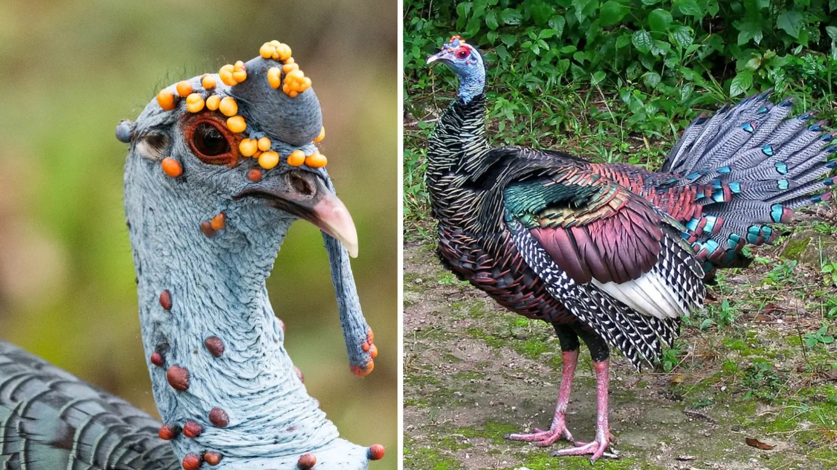 This large and beautiful bird is distinguished by its distinctive orange warty head, copper wings and iridescent blue-gold eyespots