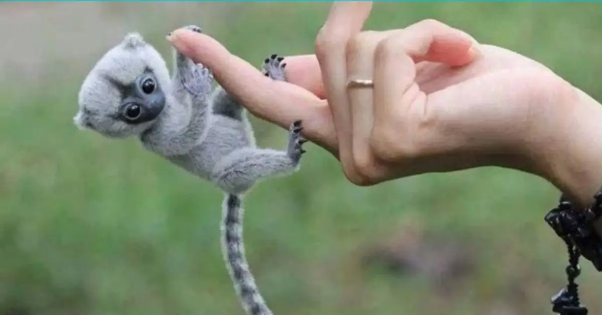 Charming Finger Monkeys: Explore the World’s Tiniest Primates